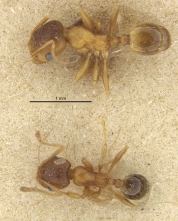 Media type: image; Entomology 568121   Aspect: habitus dorsal view